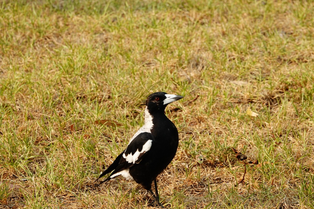 Australian Magpie - ML627760772