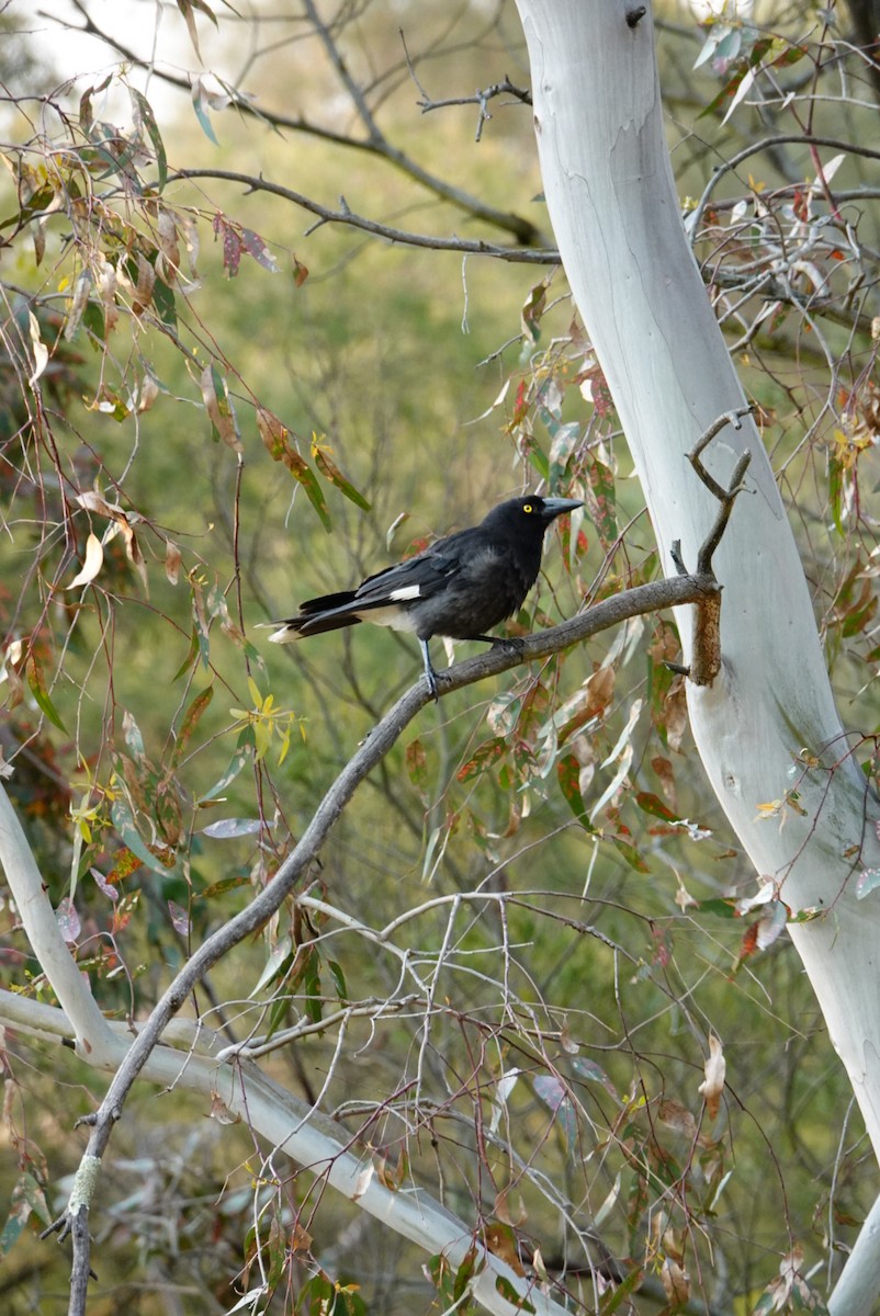 Pied Currawong - ML627760775