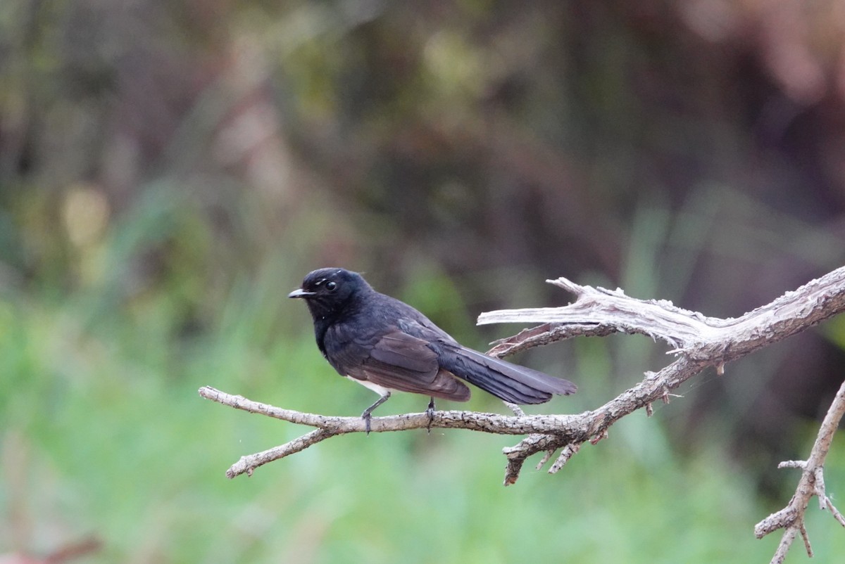 Willie-wagtail - ML627760779