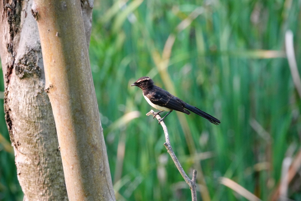 Willie-wagtail - ML627760780
