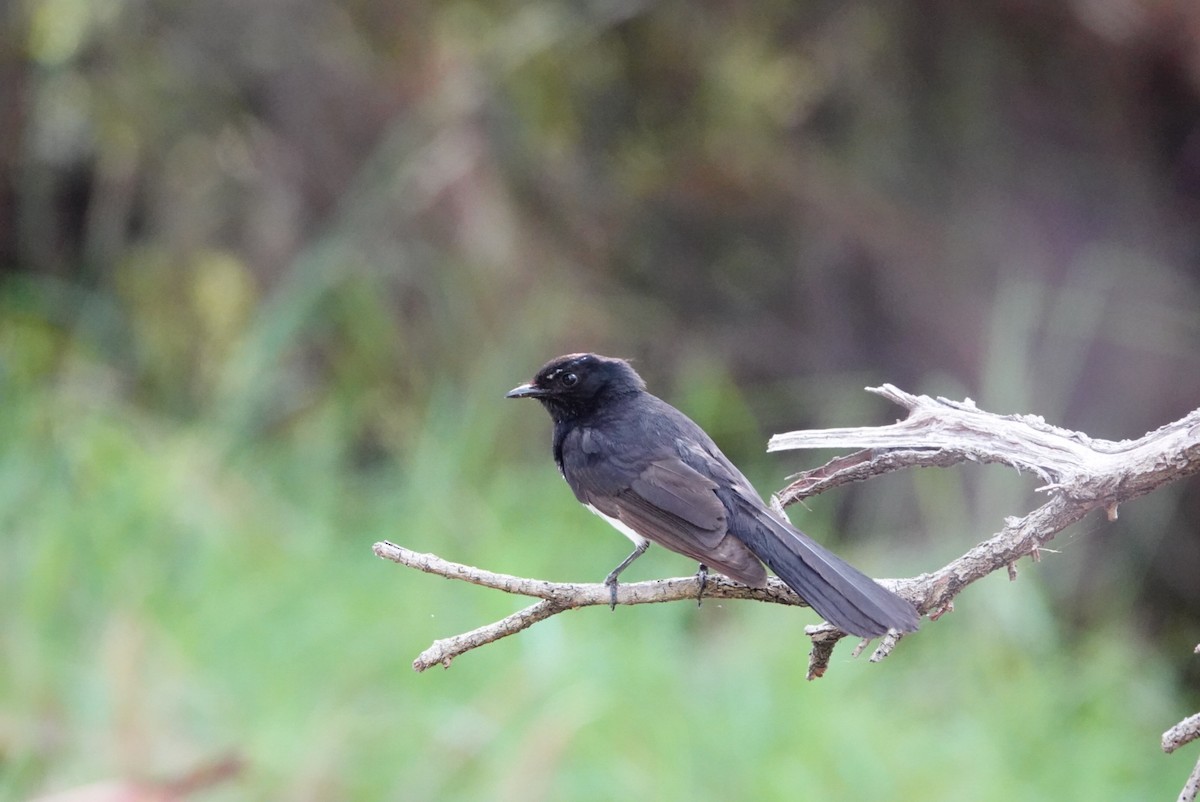 Willie-wagtail - ML627760781