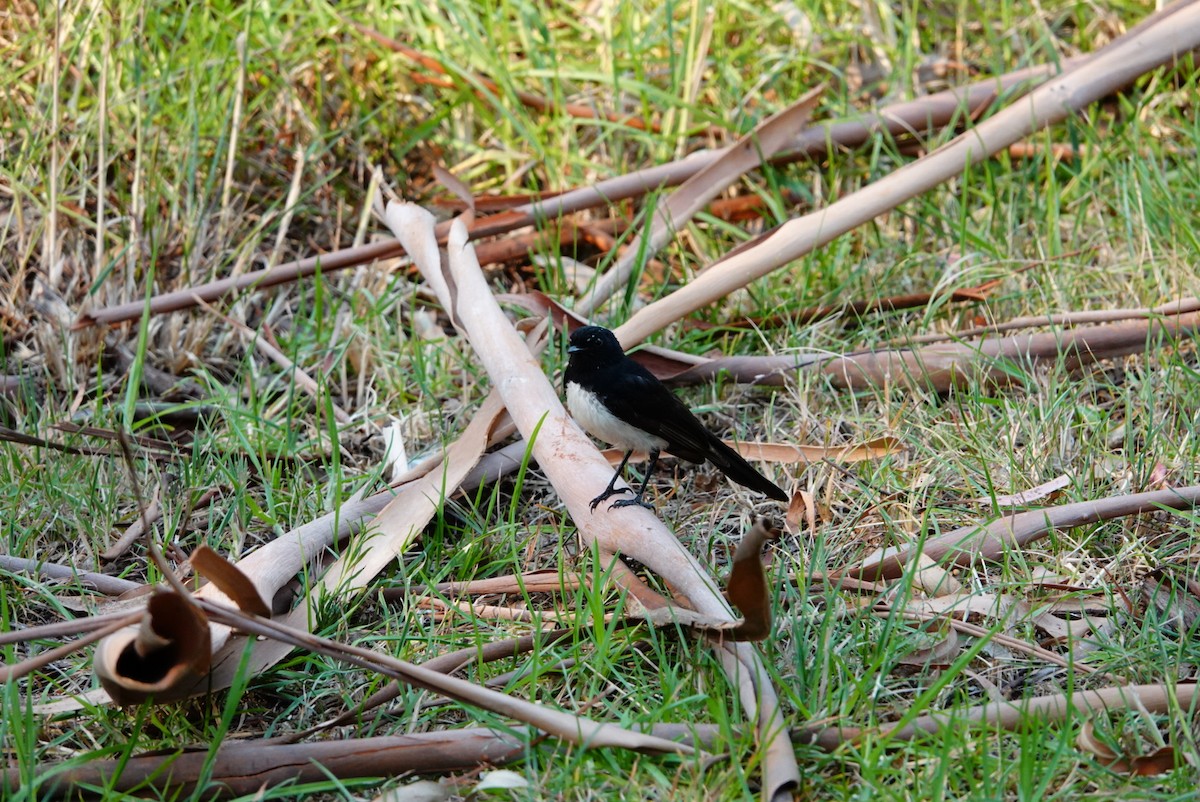 Willie-wagtail - ML627760782