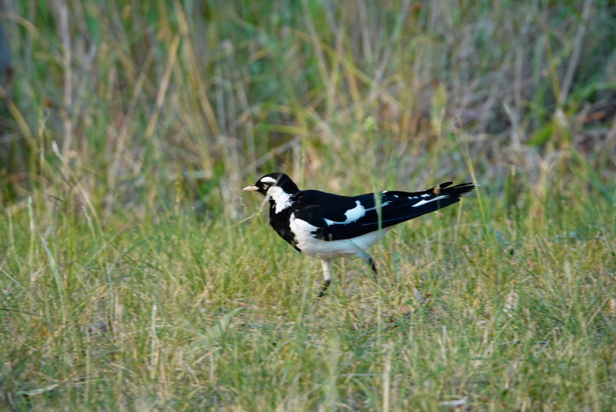 Magpie-lark - ML627760783