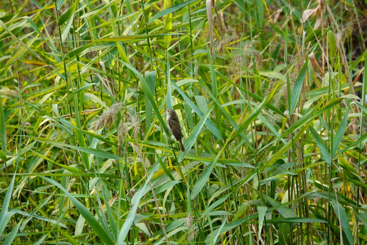 Australian Reed Warbler - ML627760784