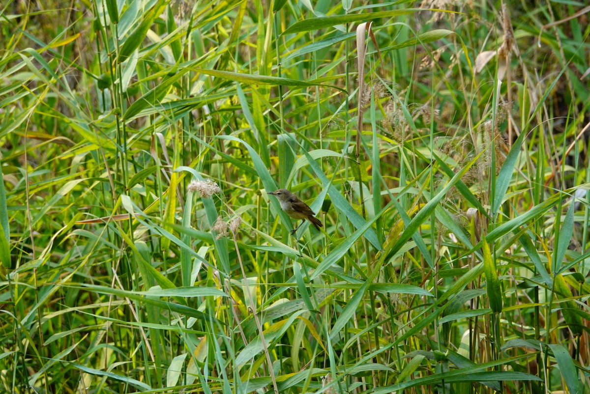 Australian Reed Warbler - ML627760785