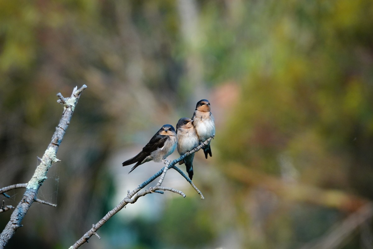 Welcome Swallow - ML627760790