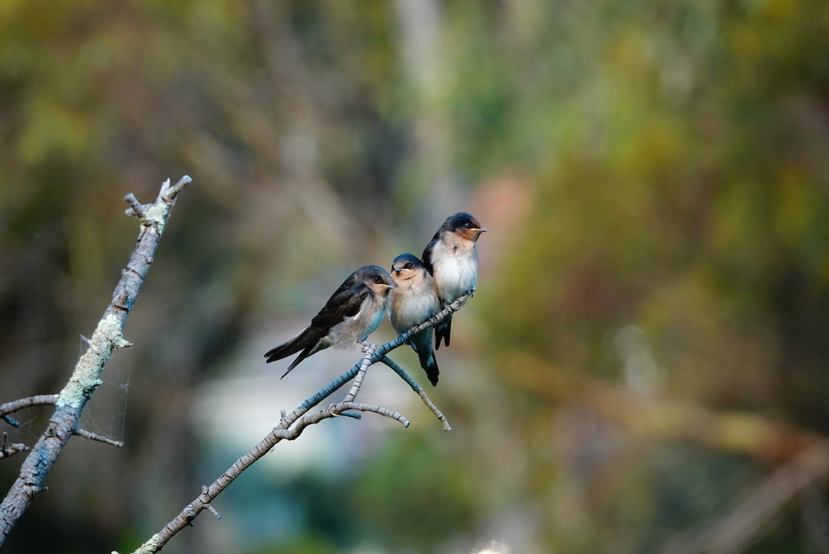 Welcome Swallow - ML627760791