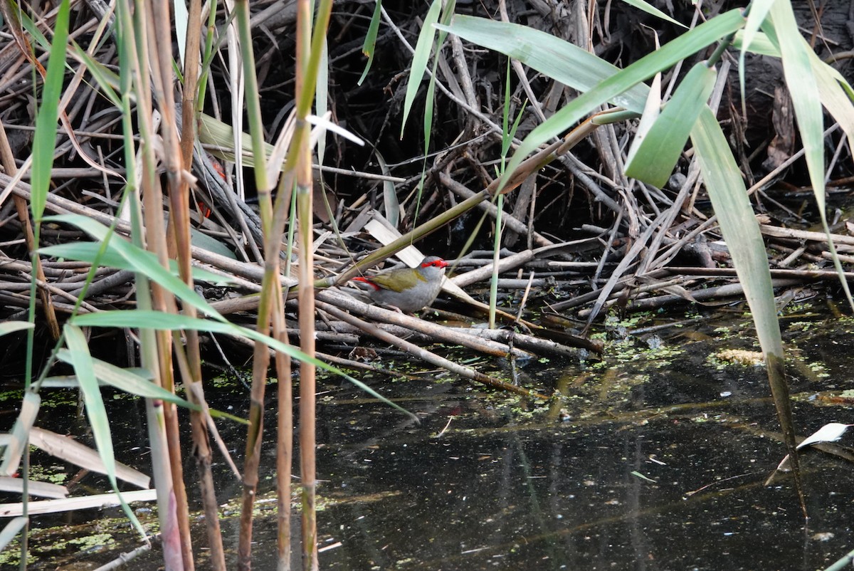 Red-browed Firetail - ML627760794