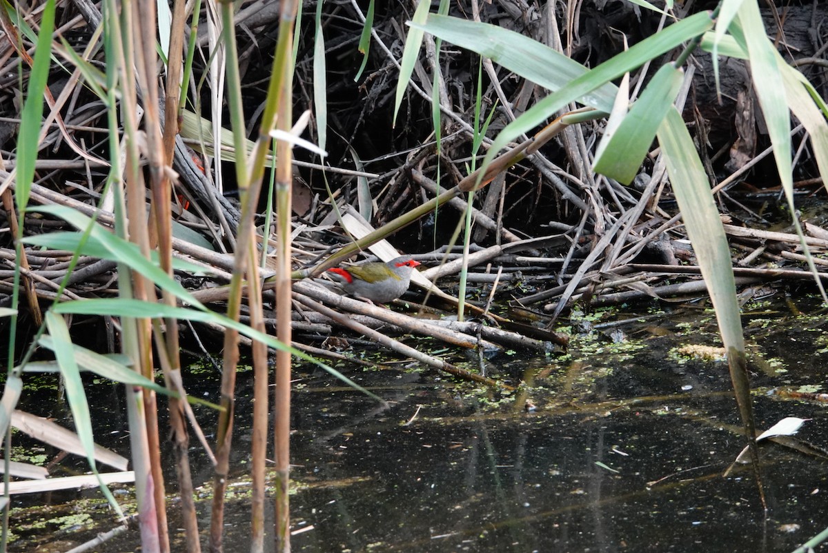 Red-browed Firetail - ML627760795