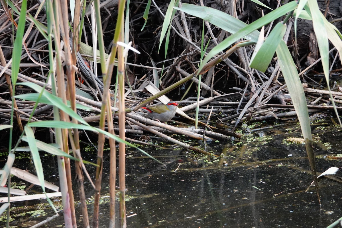 Red-browed Firetail - ML627760796