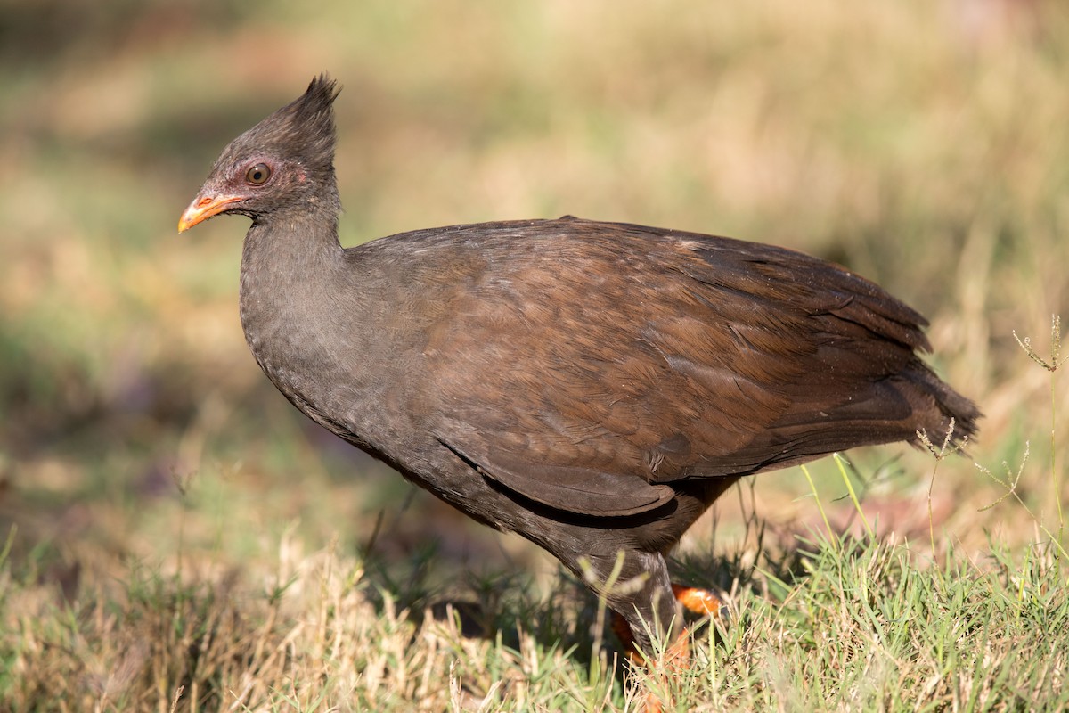 Orange-footed Megapode - ML627760818