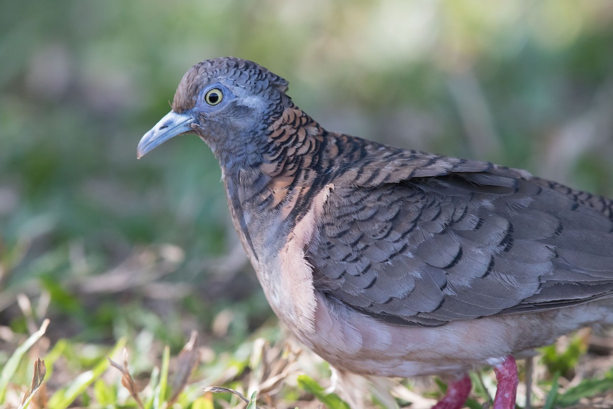 Bar-shouldered Dove - ML627760820