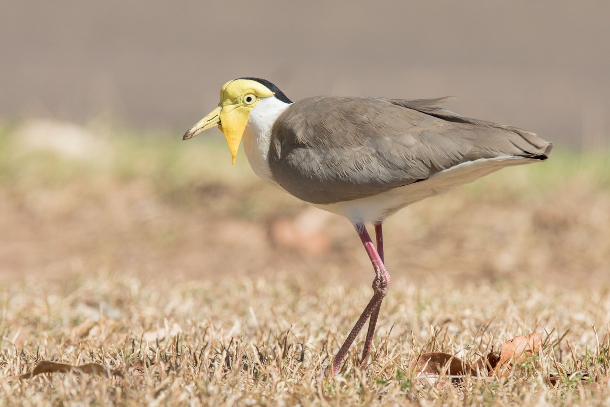 Masked Lapwing - ML627760823