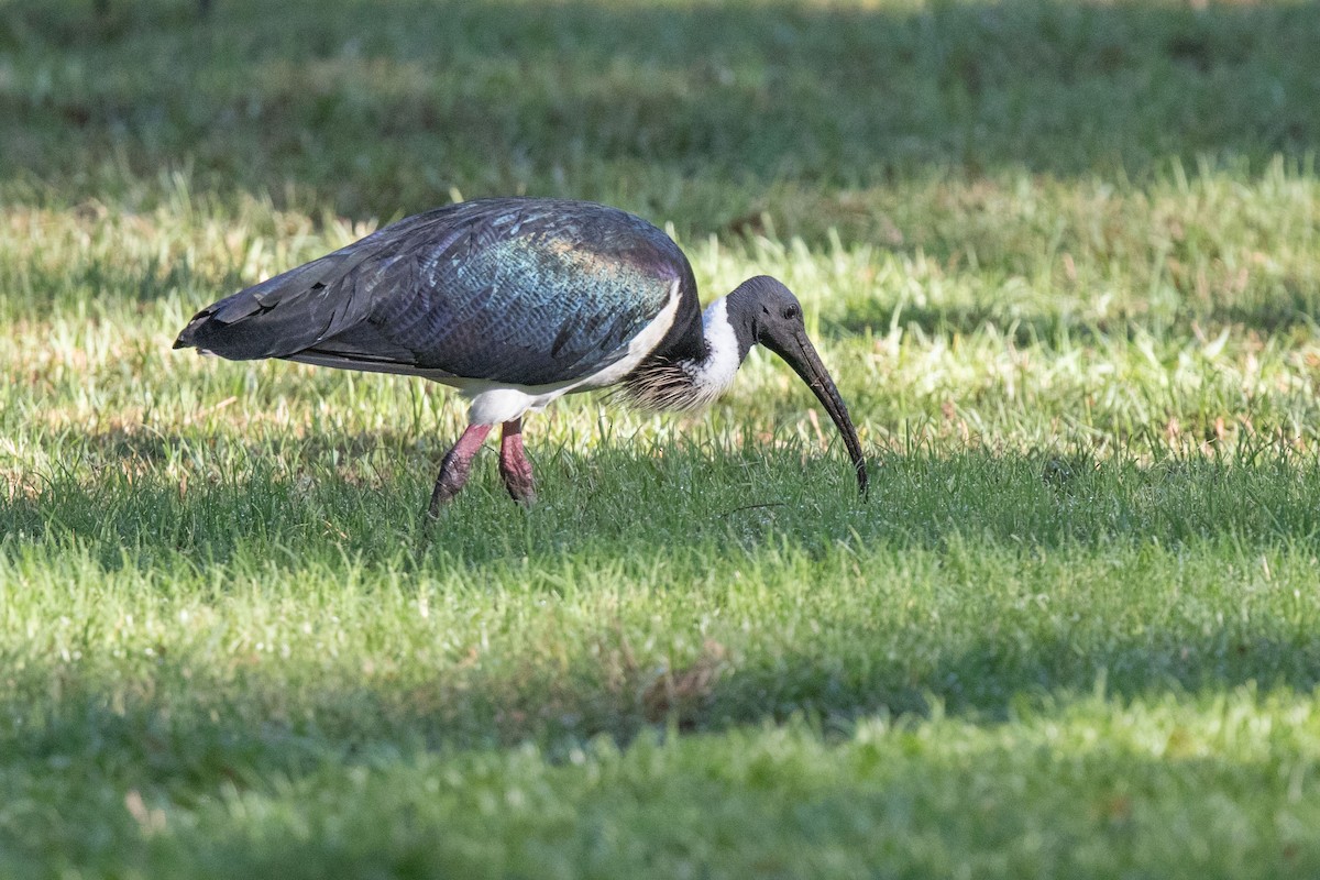 Straw-necked Ibis - ML627760826