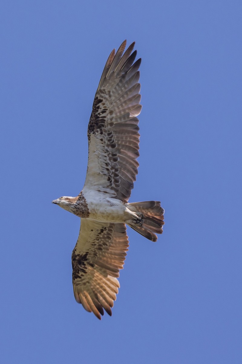 Osprey - ML627760827