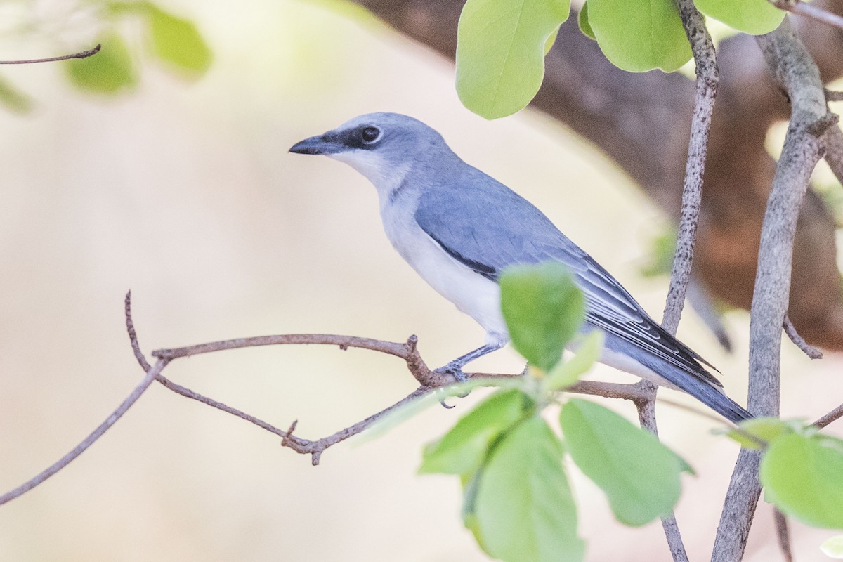 White-bellied Cuckooshrike - ML627760830