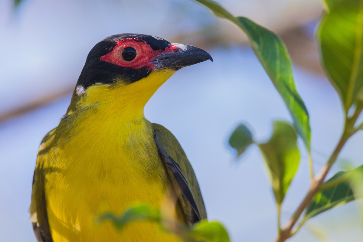 Australasian Figbird - ML627760834