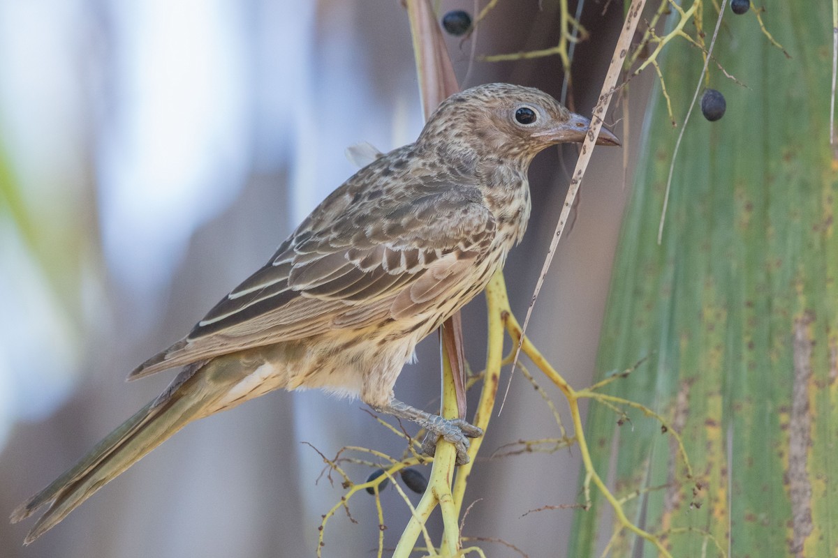 Australasian Figbird - ML627760835