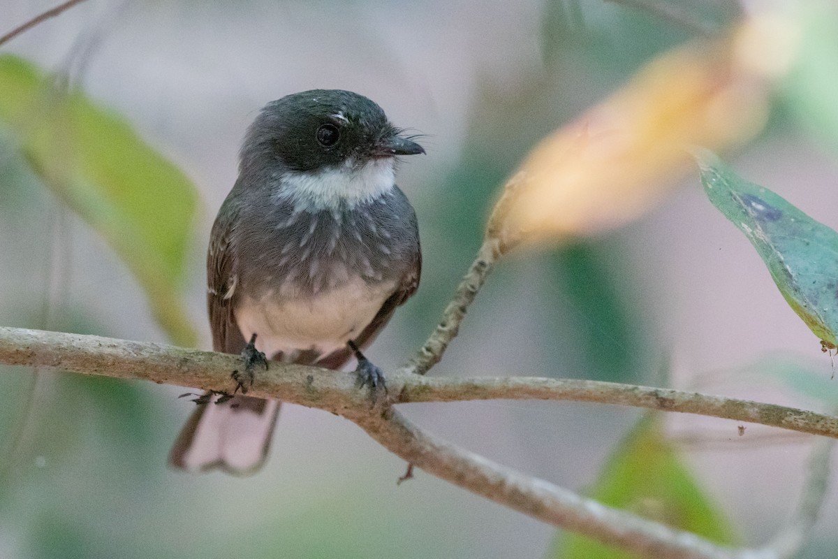 Northern Fantail - ML627760837