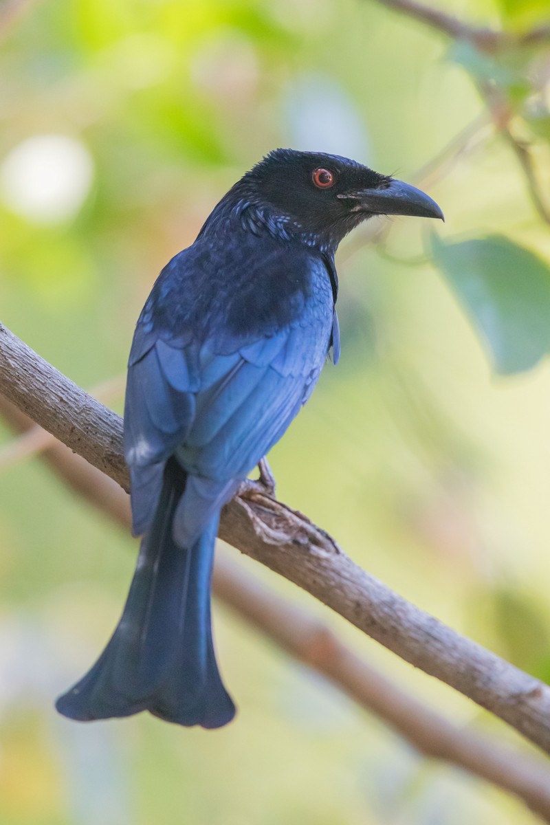 Spangled Drongo - ML627760842