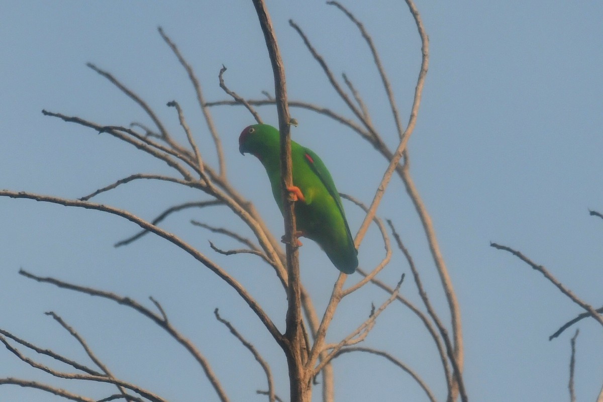 Sulawesi Hanging-Parrot - ML627760861