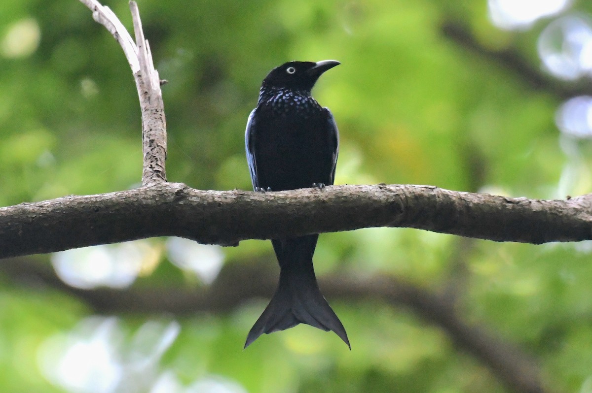 Hair-crested Drongo (White-eyed) - ML627760864
