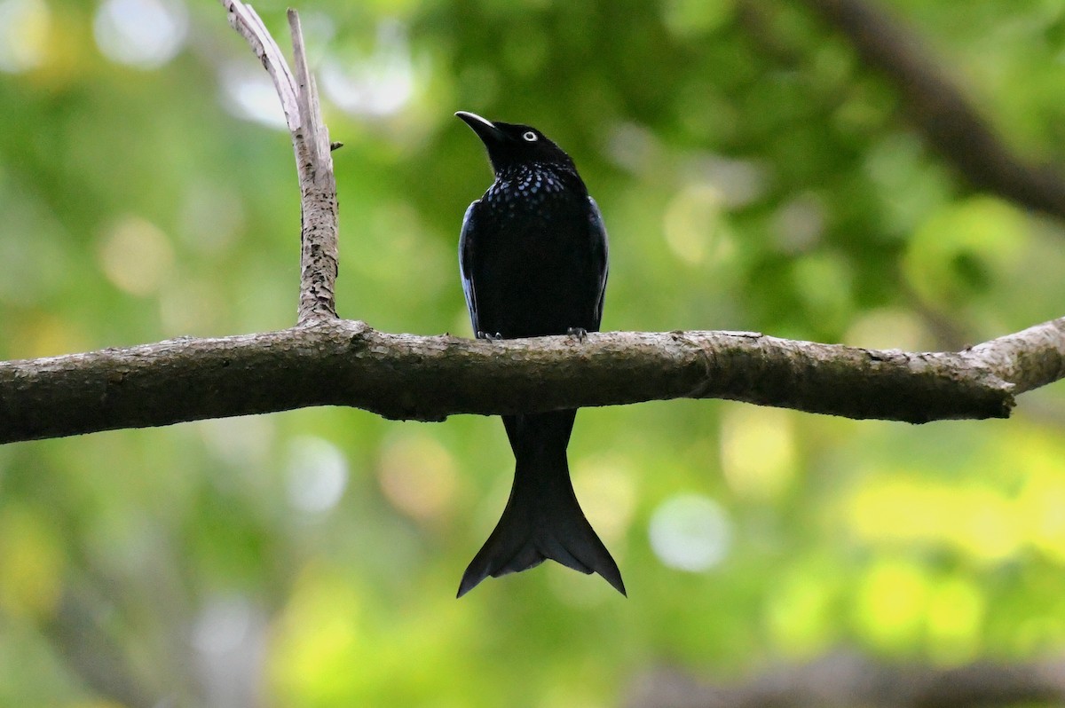 Hair-crested Drongo (White-eyed) - ML627760865