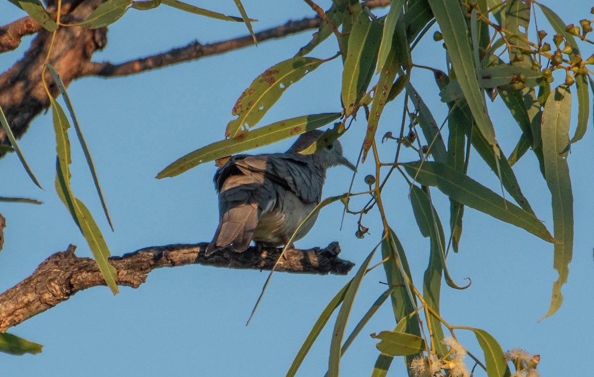 Peaceful Dove - ML627760869