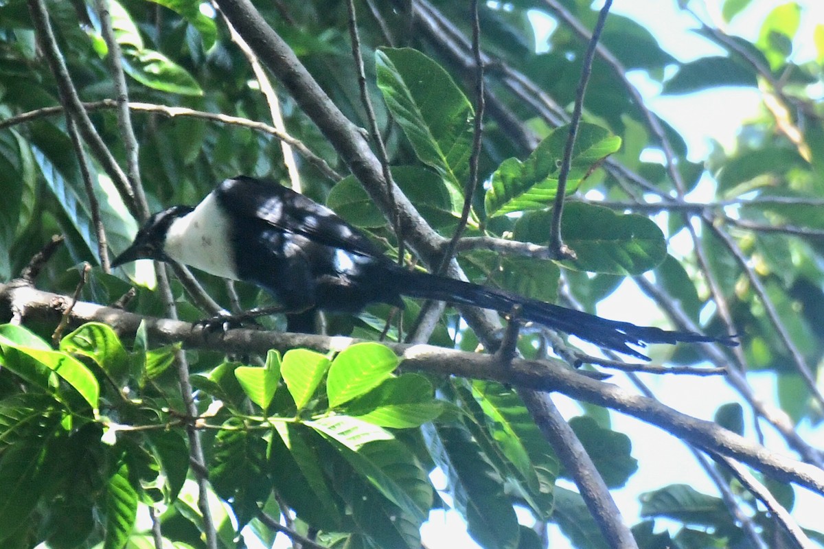 špaček bělokrký (ssp. torquata) - ML627760873