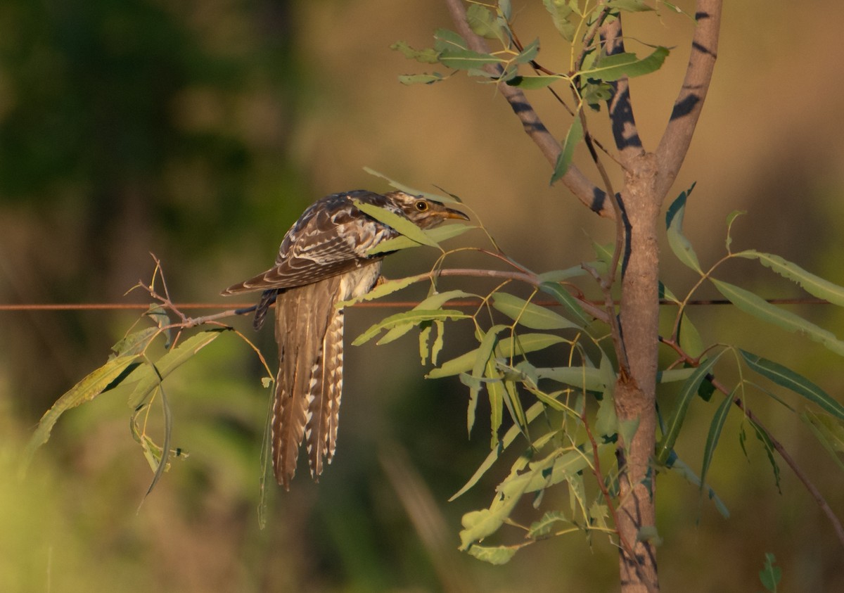 Pallid Cuckoo - ML627760876