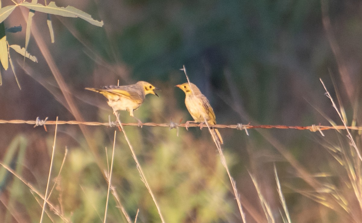 Yellow-tinted Honeyeater - ML627760878