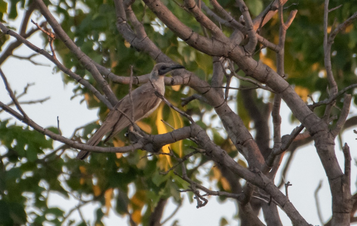 Little Friarbird - ML627760881