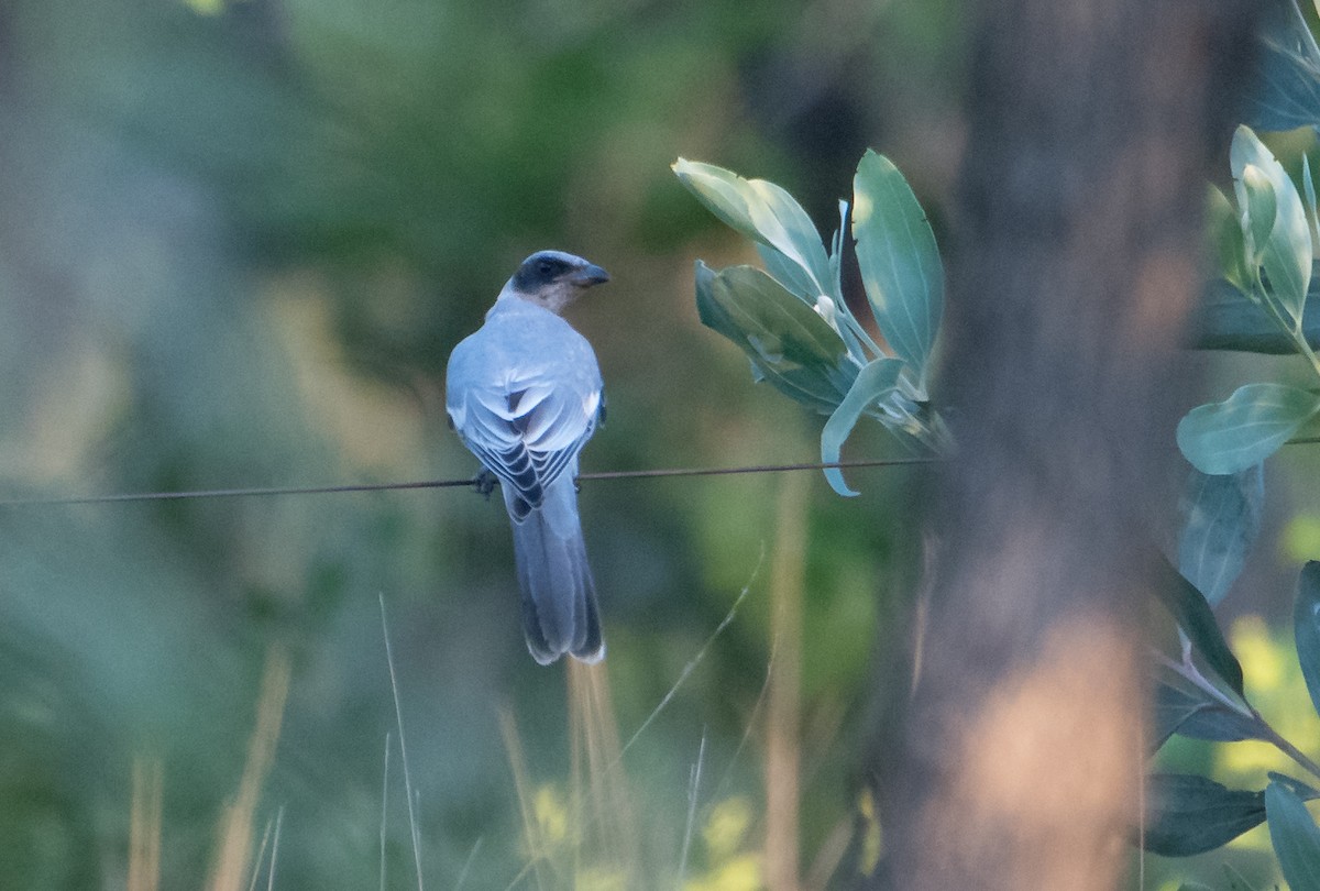 Black-faced Cuckooshrike - ML627760882