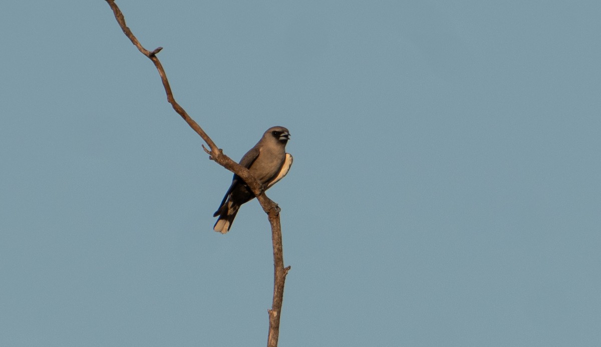 Black-faced Woodswallow - ML627760884