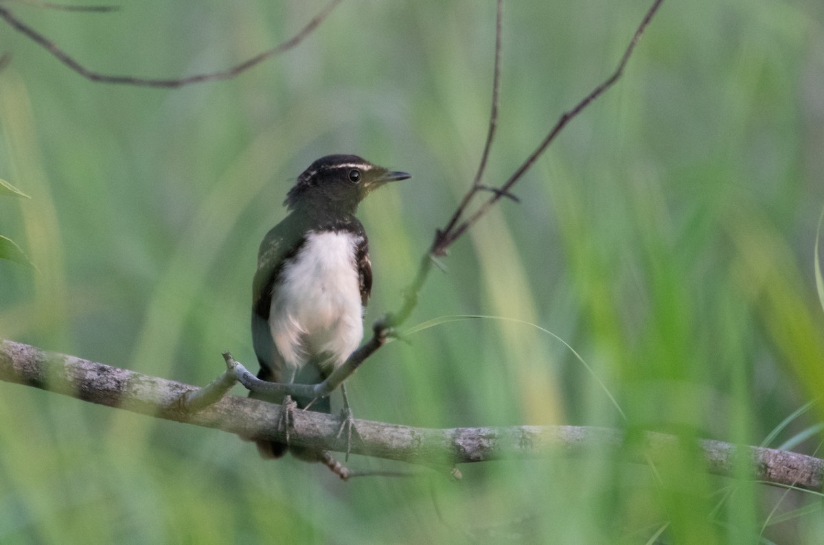 Willie-wagtail - ML627760886