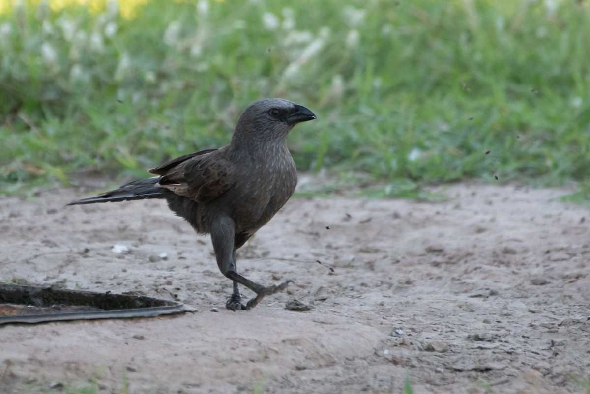 Apostlebird - ML627760894