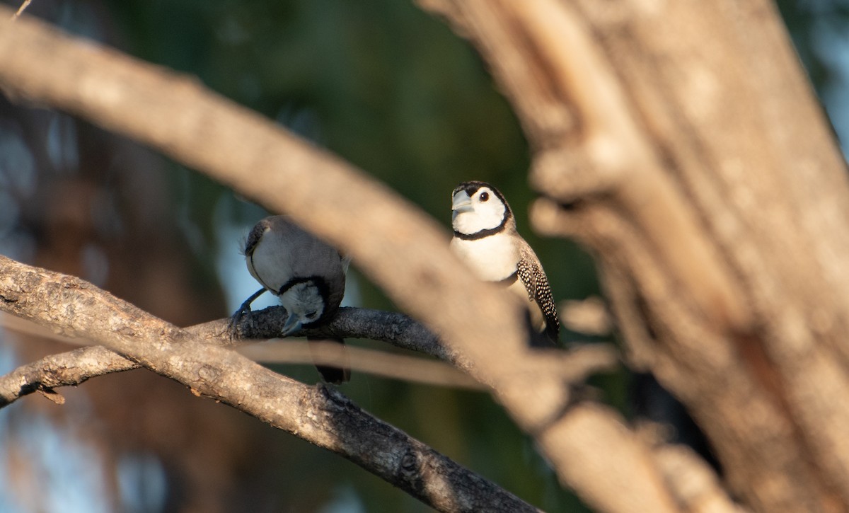 Double-barred Finch - ML627760896