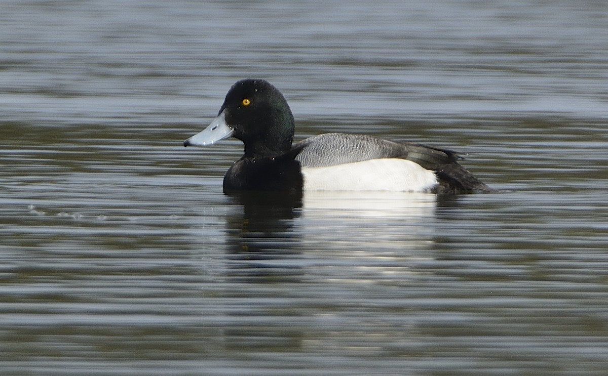 Greater Scaup - ML627760931