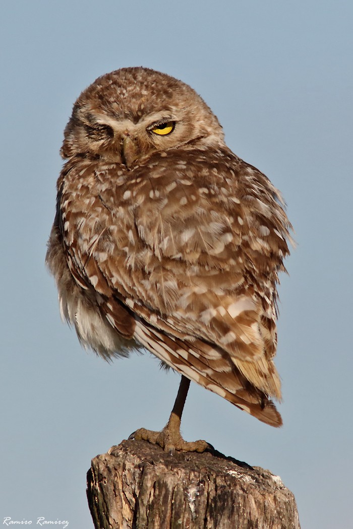 Burrowing Owl - ML627761007