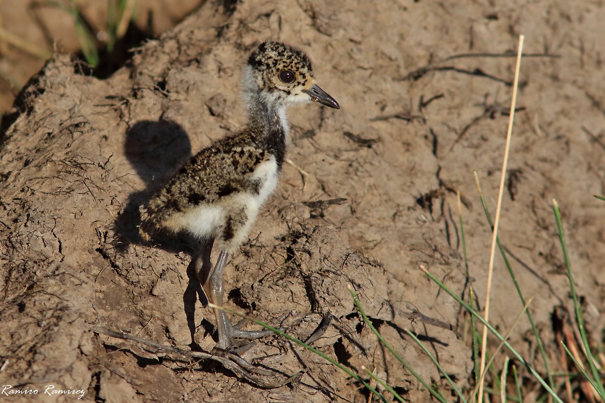 Southern Lapwing (lampronotus) - ML627761011