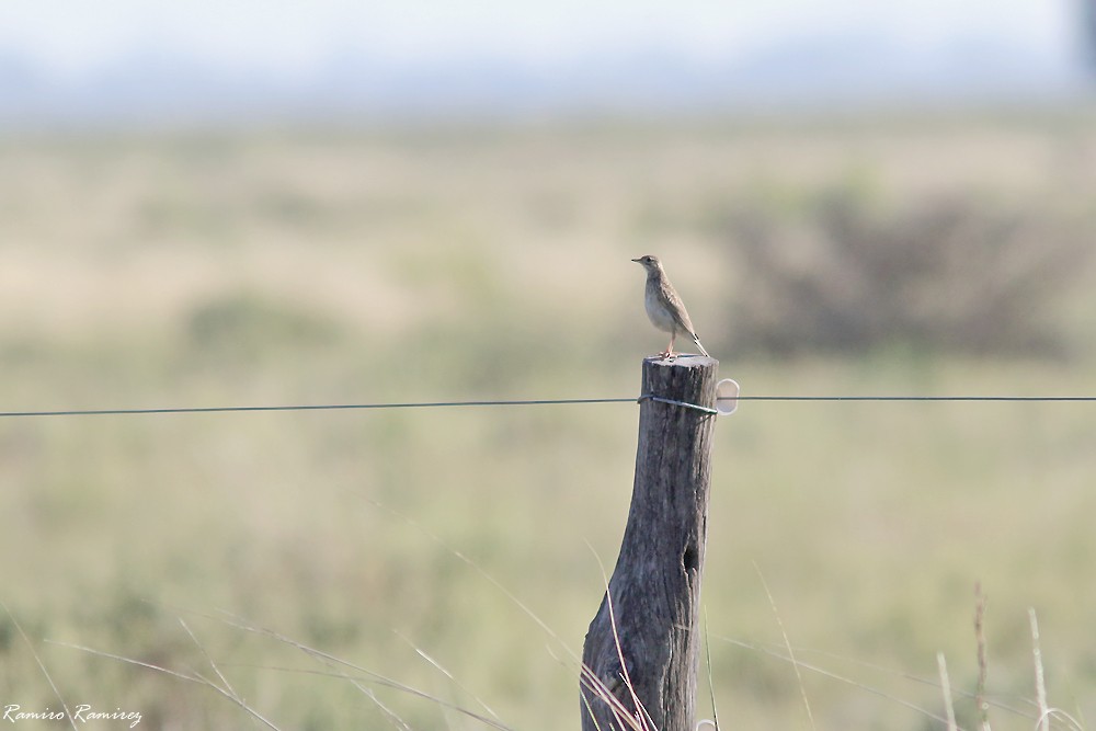 Pampas Pipit - ML627761023