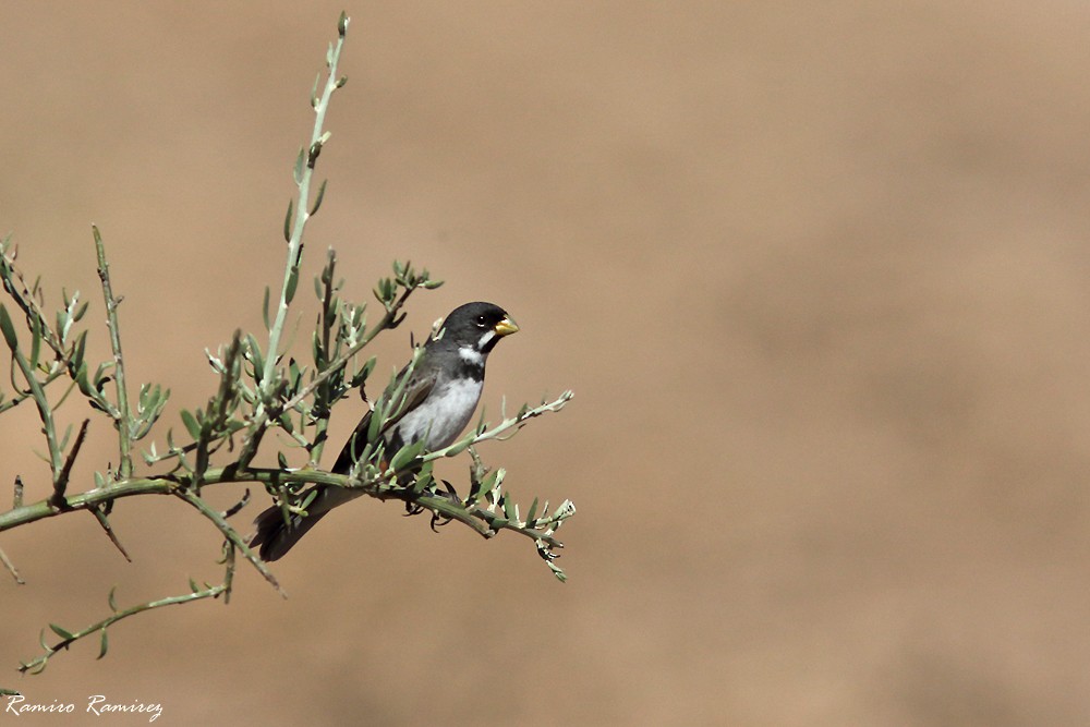 Double-collared Seedeater - ML627761080