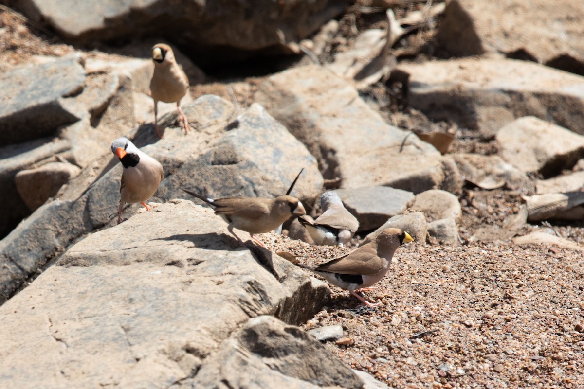 Masked Finch - ML627761118