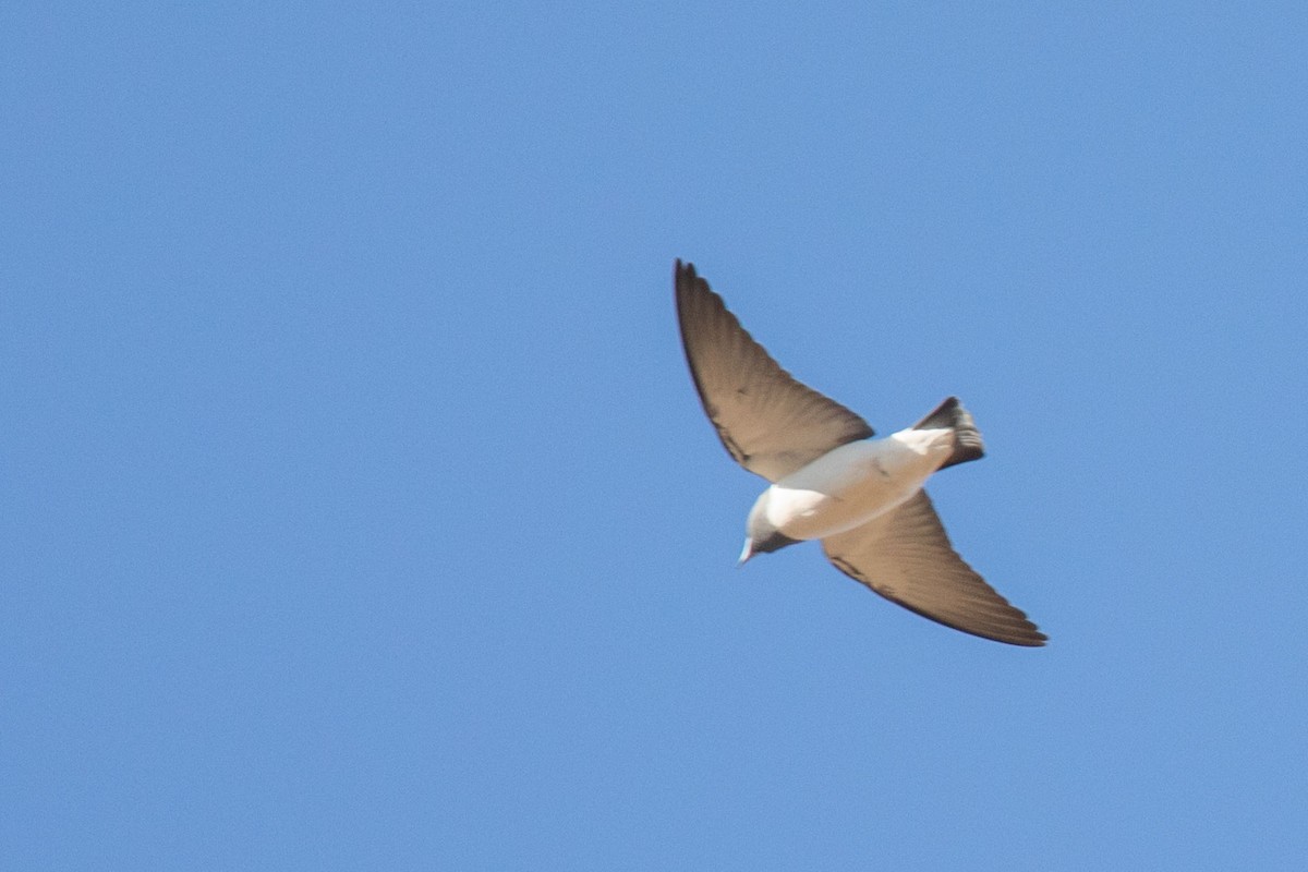 Masked Woodswallow - ML627761122