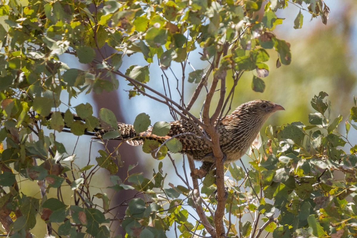 Pheasant Coucal - ML627761141
