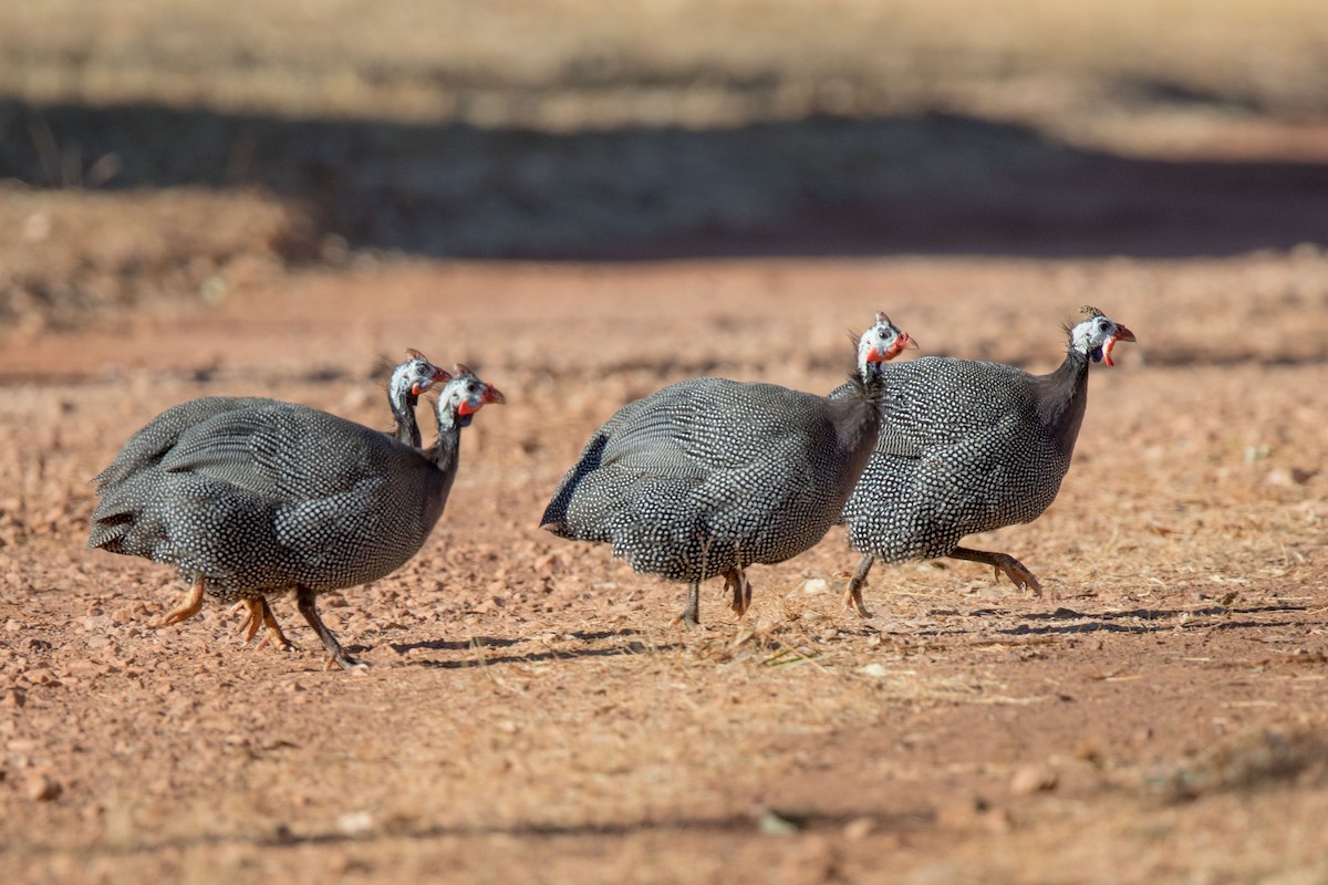 Helmeted Guineafowl (Domestic type) - ML627761142