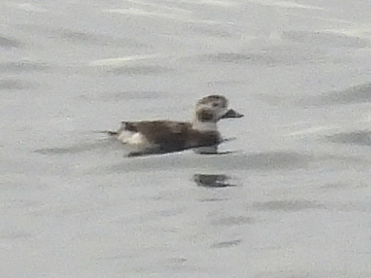 Long-tailed Duck - ML627761144