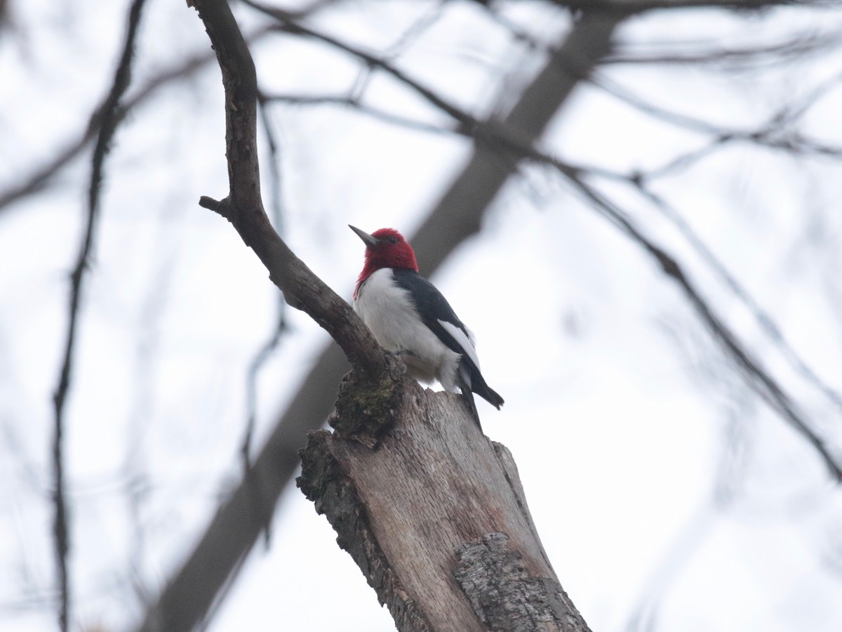 Red-headed Woodpecker - ML627761227