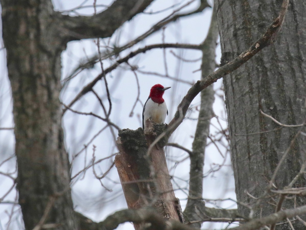 Red-headed Woodpecker - ML627761228