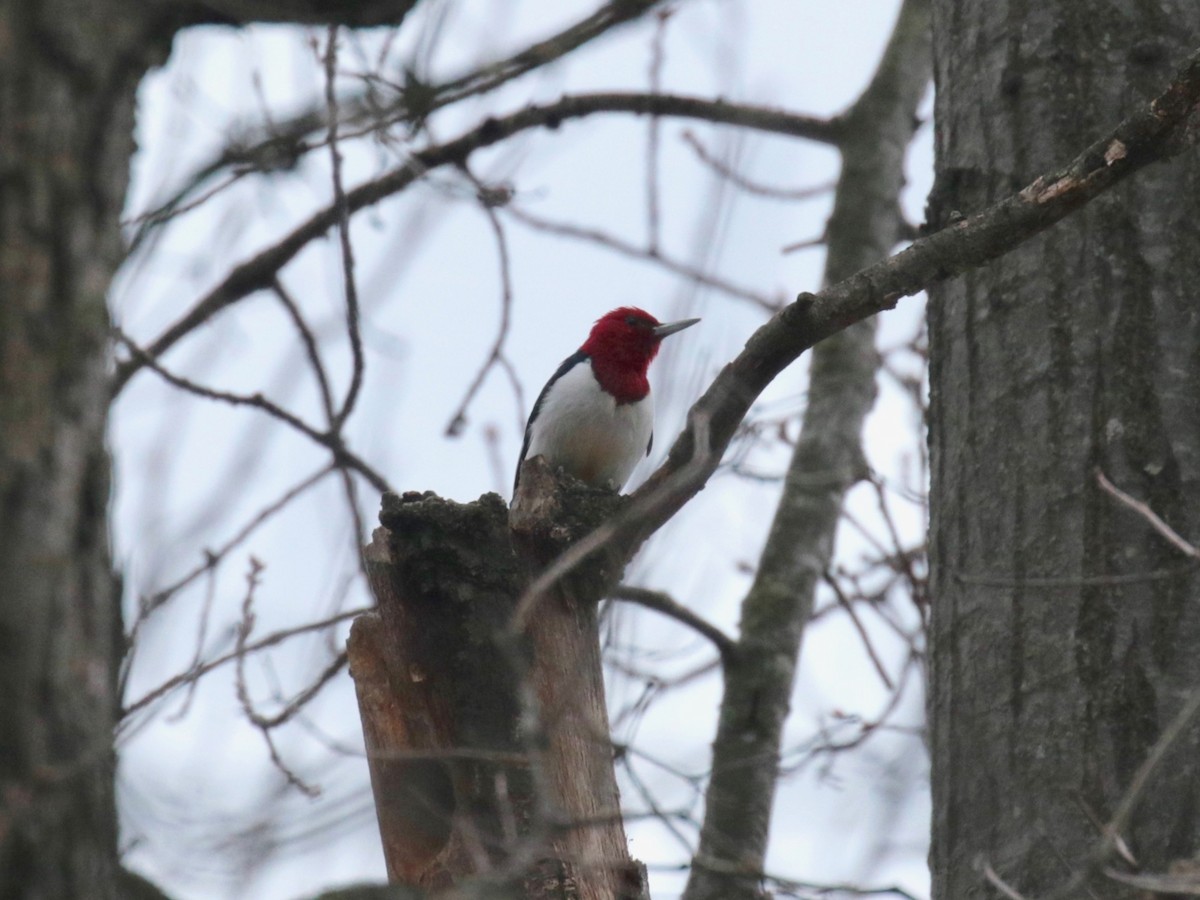 Red-headed Woodpecker - ML627761229